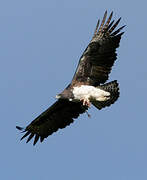 Martial Eagle