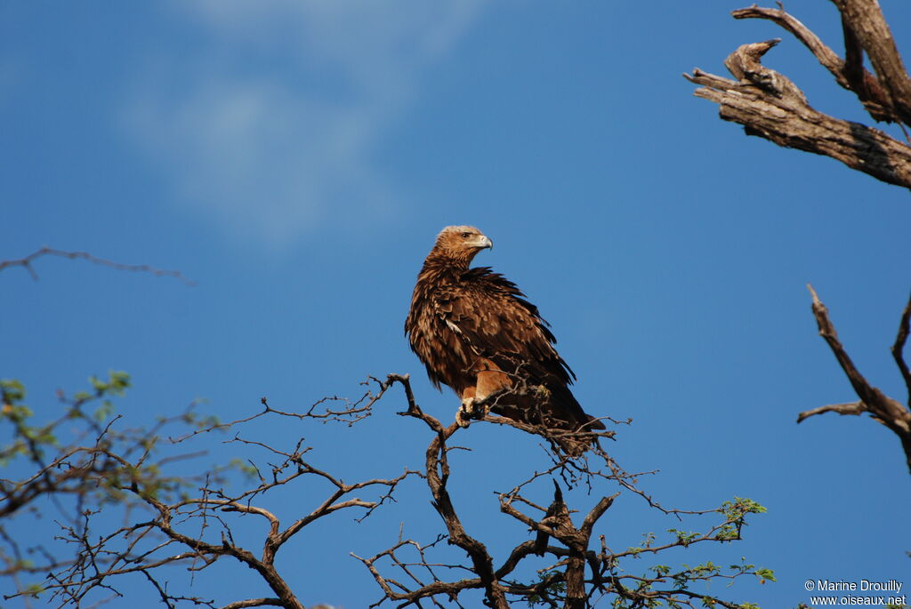 Aigle ravisseuradulte, identification