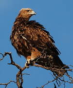 Tawny Eagle