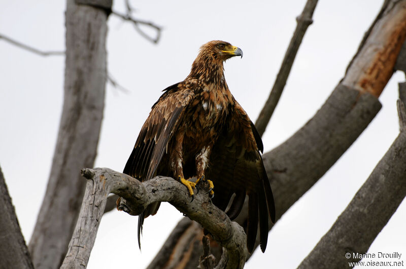Tawny Eagle, Behaviour
