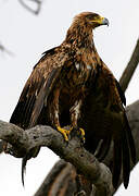 Tawny Eagle