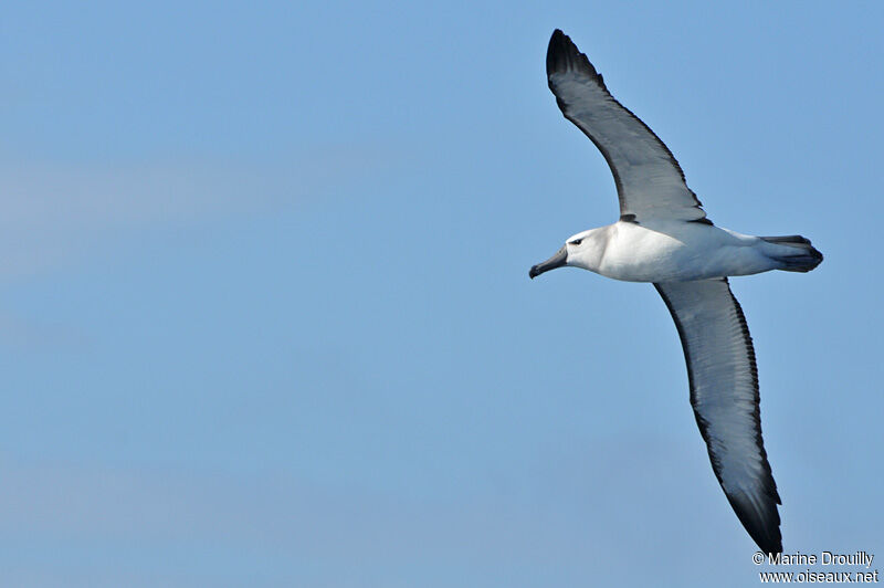 Albatros à cape blanche, Vol