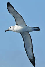 Albatros à cape blanche