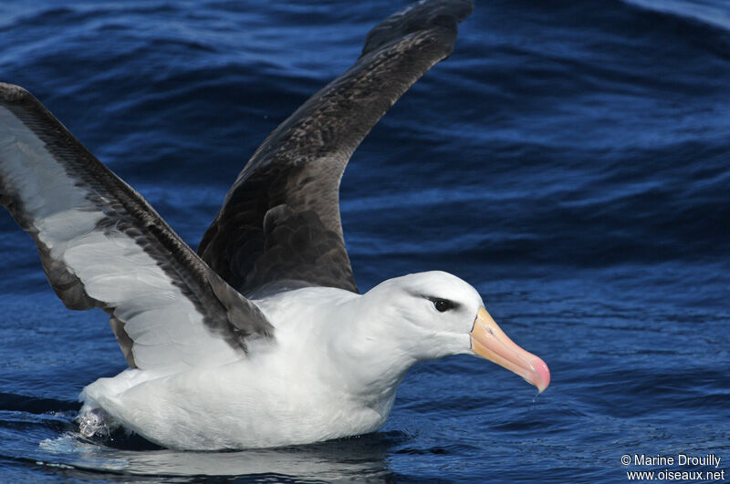 Albatros à sourcils noirsadulte internuptial, identification