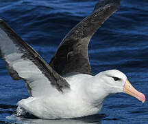 Black-browed Albatross