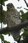 American Goshawk