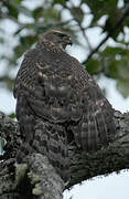 American Goshawk