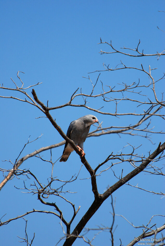 Lizard Buzzard, identification