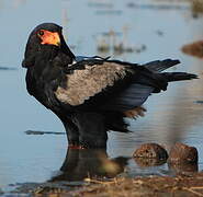 Bateleur des savanes