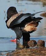 Bateleur des savanes