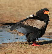 Bateleur des savanes