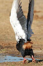 Bateleur des savanes