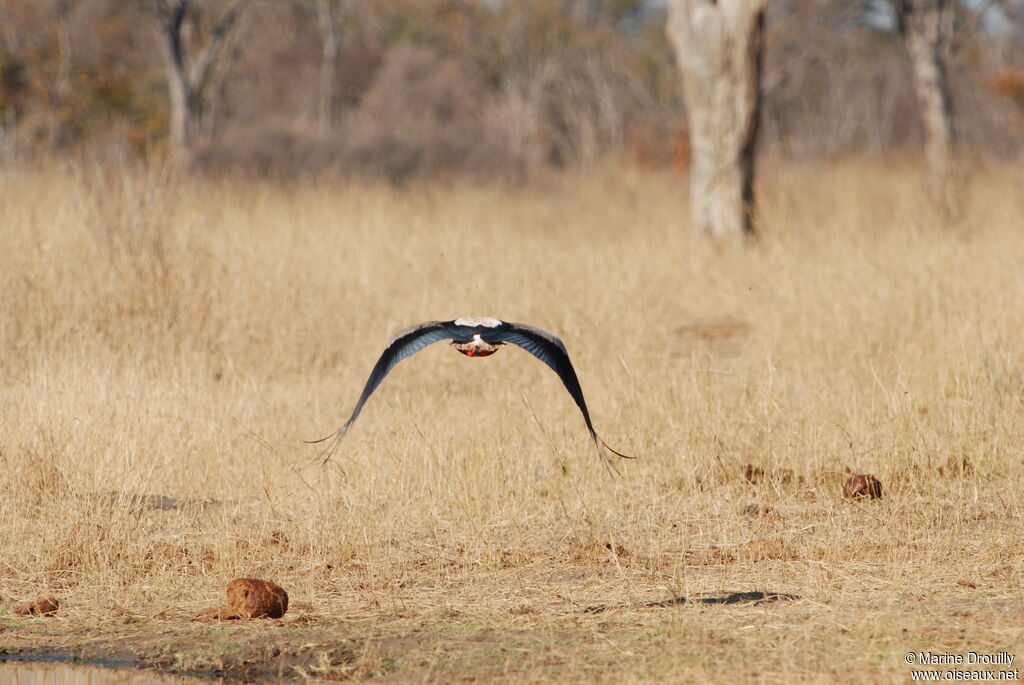 Bateleur des savanesadulte, Vol