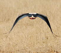 Bateleur des savanes