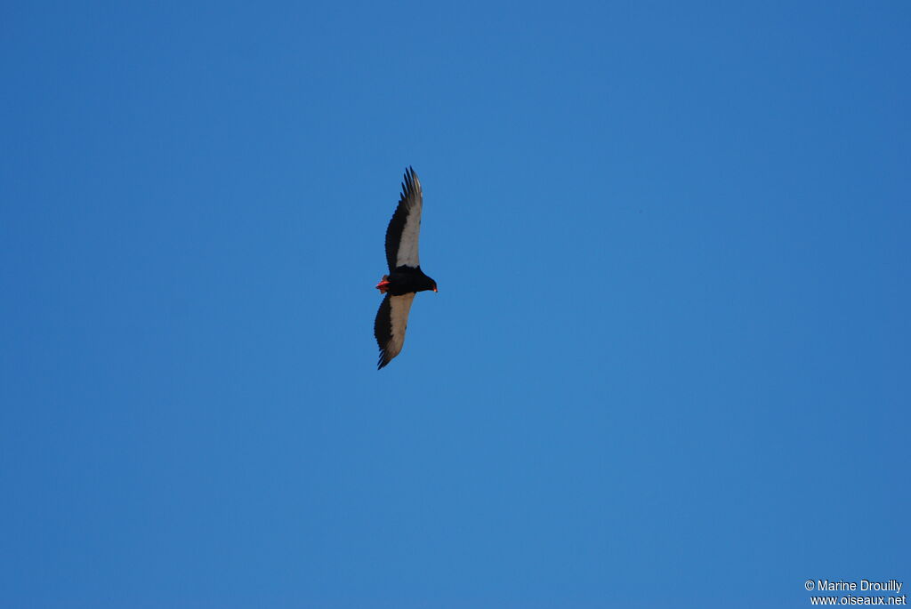 Bateleur des savanesadulte, Vol