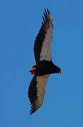 Bateleur des savanes