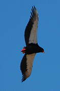 Bateleur