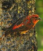 Red Crossbill