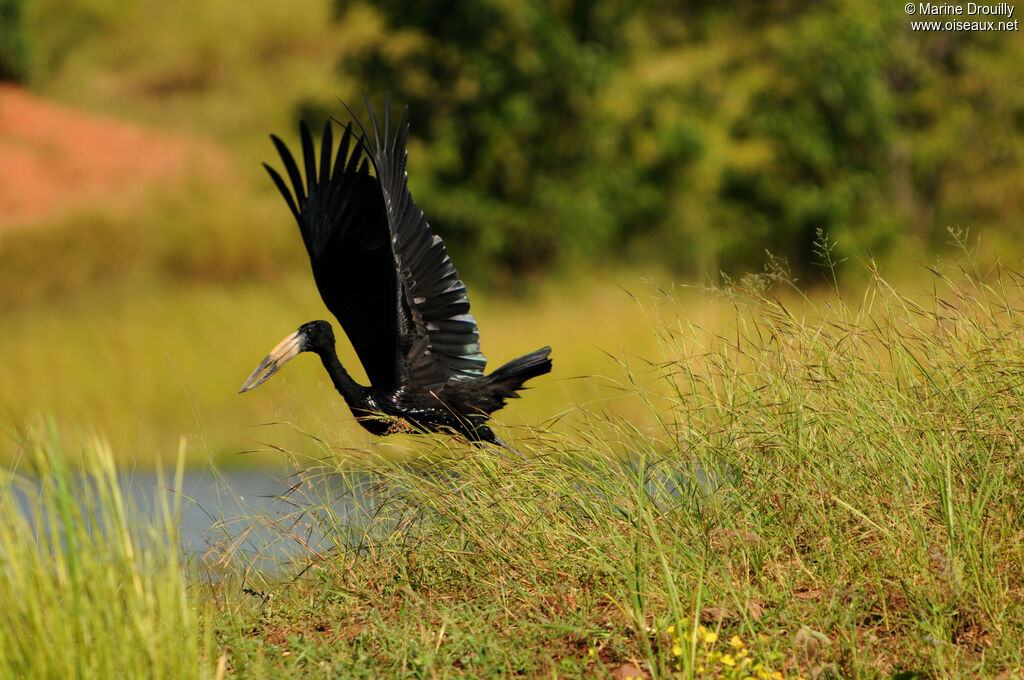 African Openbilladult, Flight