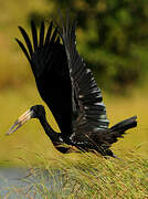 African Openbill