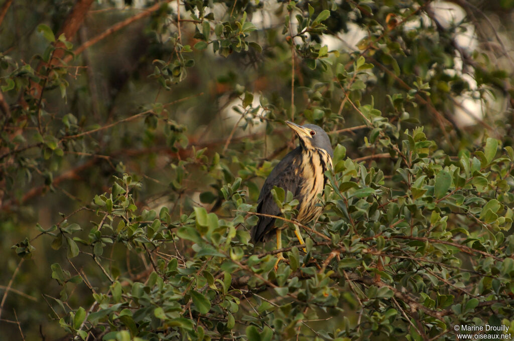 Blongios de Sturmadulte, identification