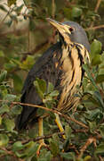 Dwarf Bittern