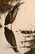 Dwarf Bittern