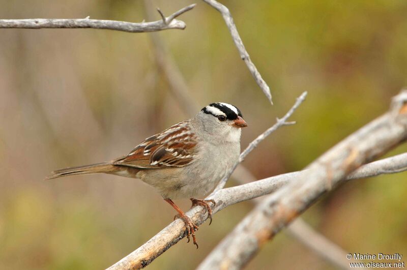 White-crowned Sparrow male adult, identification