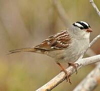 White-crowned Sparrow