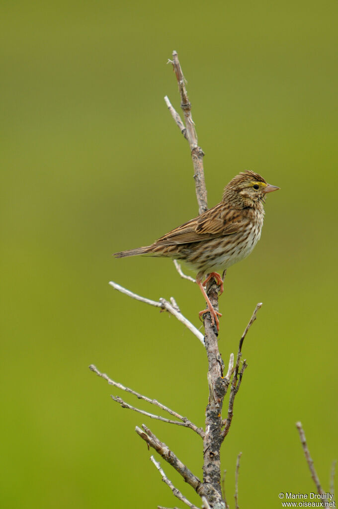 Savannah Sparrowadult, identification