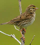 Savannah Sparrow