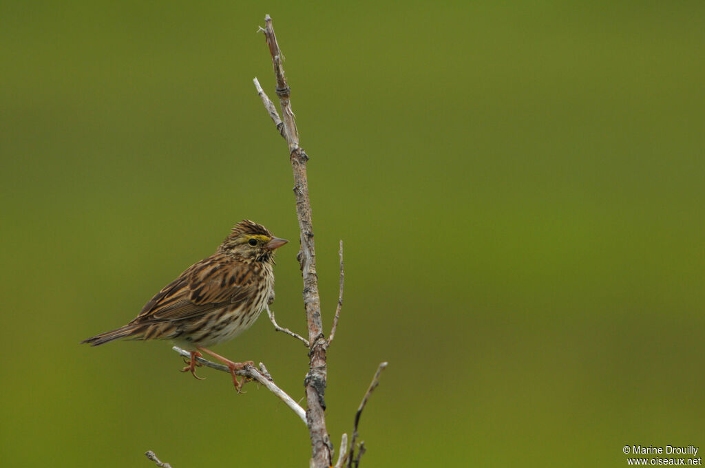 Savannah Sparrowadult, identification