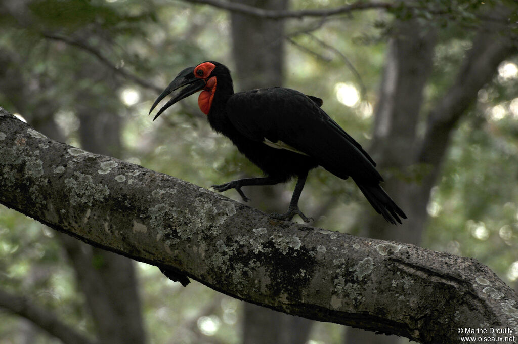 Bucorve du Sudadulte, identification