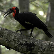 Southern Ground Hornbill