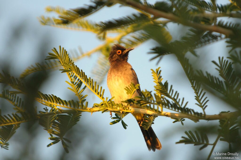 Bulbul brunoiradulte