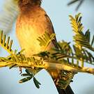 Bulbul brunoir
