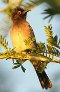 African Red-eyed Bulbul