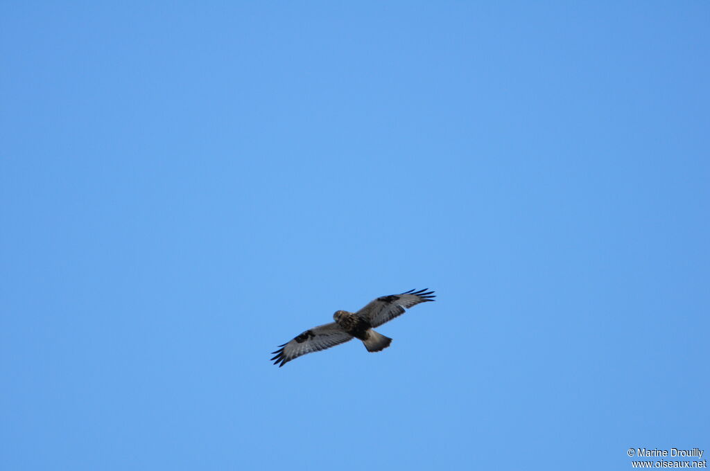 Rough-legged Buzzardjuvenile, Flight