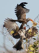 Bradfield's Hornbill