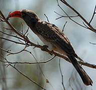 Bradfield's Hornbill