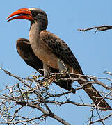 Bradfield's Hornbill