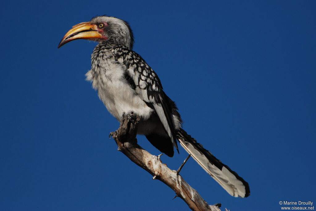 Southern Yellow-billed Hornbilladult, identification