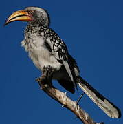 Southern Yellow-billed Hornbill