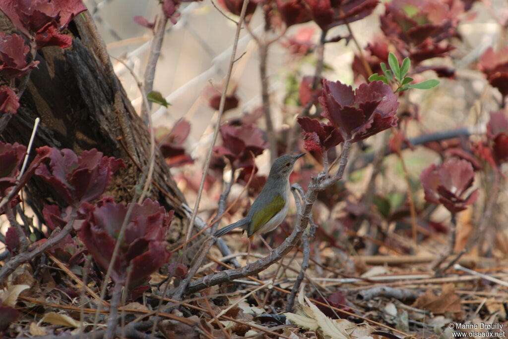 Grey-backed Camaropteraadult, identification