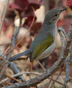 Grey-backed Camaroptera