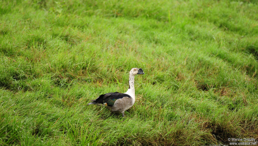 Canard à bosseadulte, identification