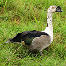 Canard à bosse