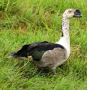 Canard à bosse