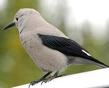 Clark's Nutcracker