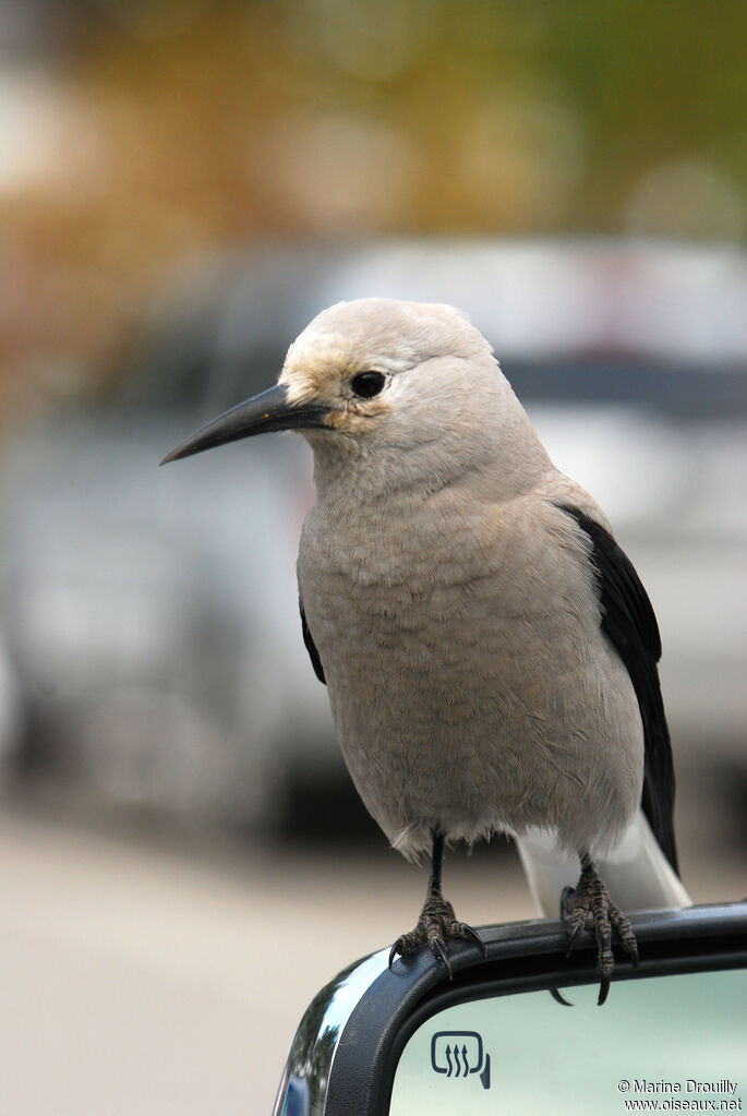 Clark's Nutcrackeradult, identification